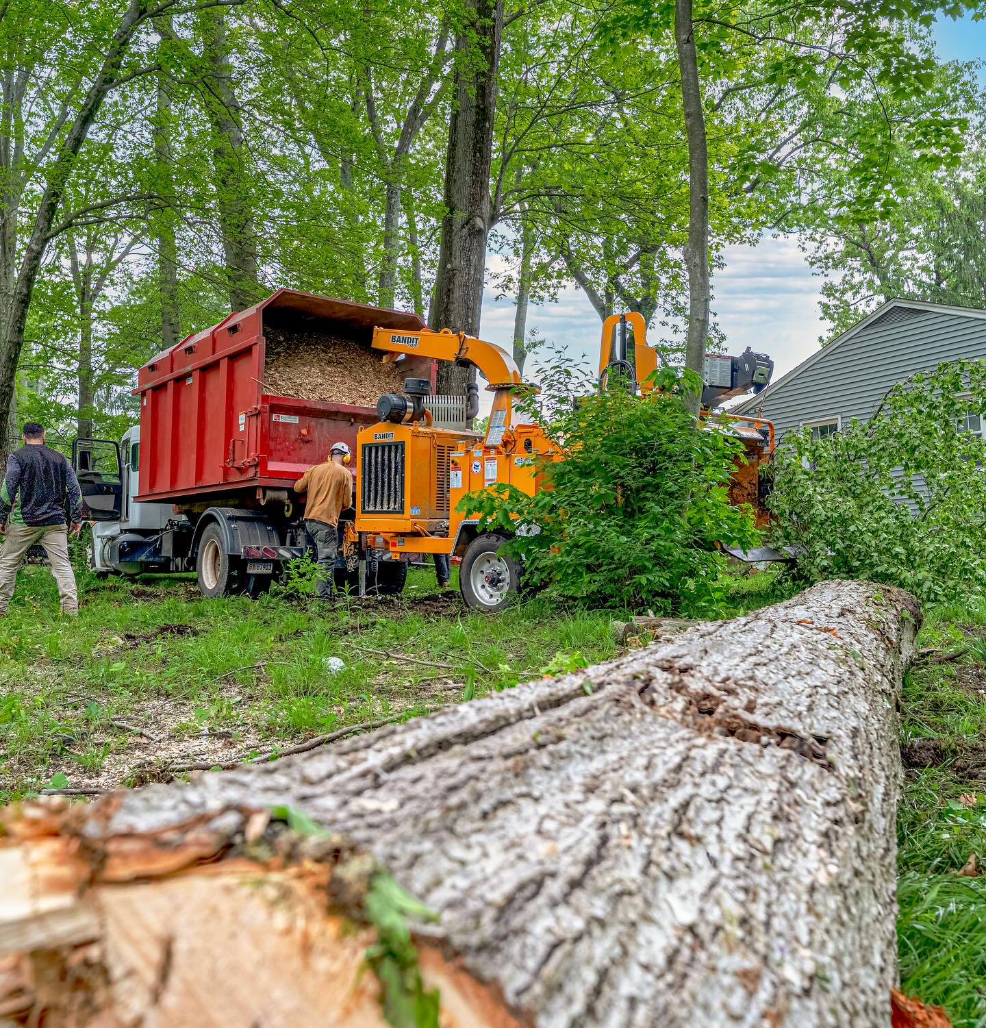 tree-trimming-cheshire-ct USA Tree Experts crew chipping branches into a wood chip truck during a residential tree removal in Cheshire, CT.